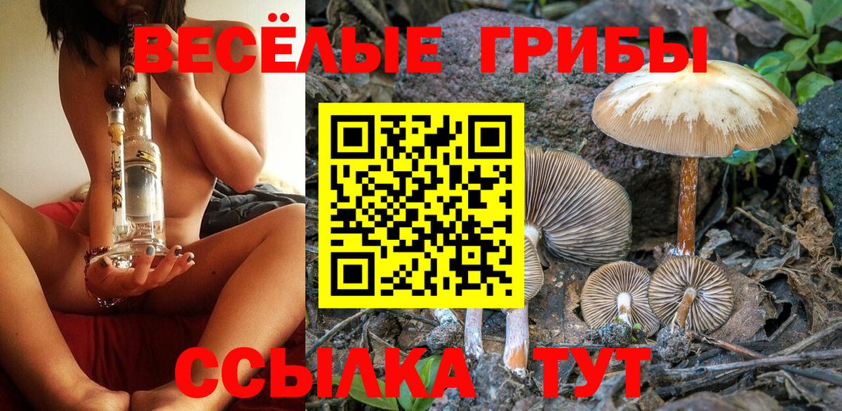 Псилоцибиновые грибы Cubensis Тайшет
